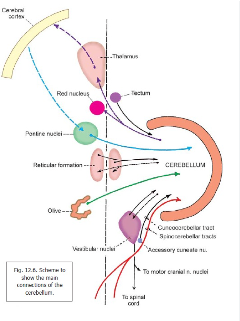 <p>Reticulocerebellar Tract</p>