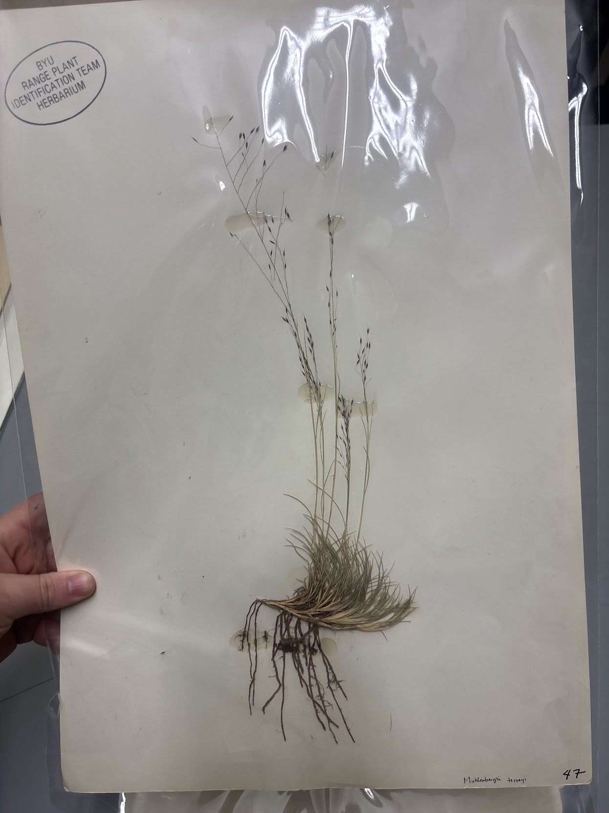 <p>• Wide panicle (open, diffuse) • Decumbent base, basal leaves that curl • Black lemma, fine awn • Glumes less than half the length of the floret</p>