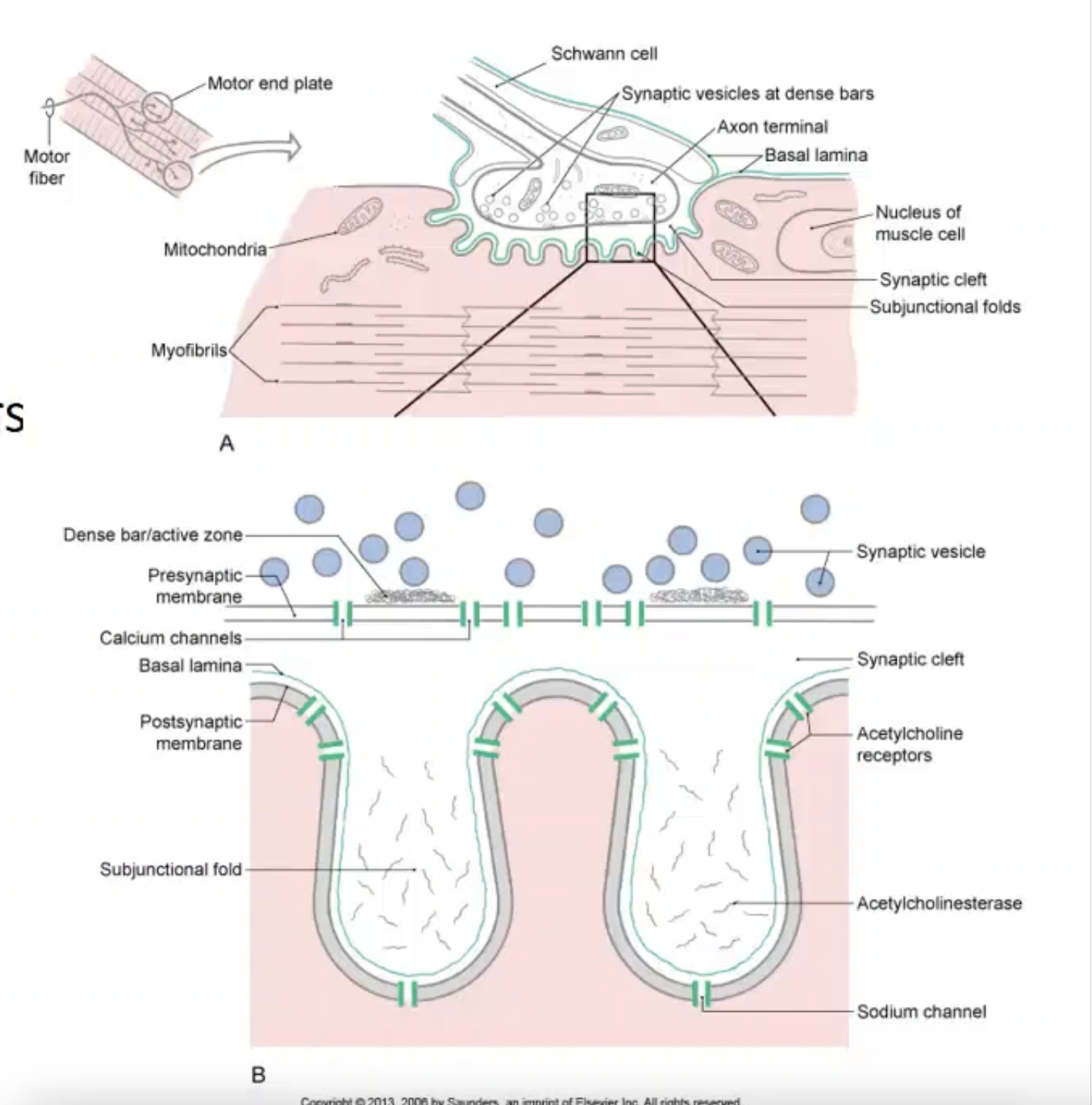 <p><strong><u>***firing of the motor neuron action potential; ***activation of the muscle fiber</u></strong></p><ul><li><p>alpha motor neuron and the motor end plate</p></li><li><p>synaptic cleft</p><ul><li><p>located between the axon terminal (of a motor neuron) and/interfacing with the muscle fiber membrane</p></li></ul></li><li><p>active zones:</p><ul><li><p>located at the motor end plate</p></li><li><p>contains large numbers of docking proteins located in close proximity to voltage-gated Ca2+ channels</p></li><li><p>contains large numbers of neurotransmitter (Acetylcholine (ACh)) filled vesicles</p><ul><li><p>^ excitatory neurotransmitter important for muscle contraction</p></li></ul></li></ul></li><li><p>sub-junctional folds:</p><ul><li><p>on the surface of the muscle fibers</p></li><li><p>contain clusters of nicotinic acetylcholine receptors (AChRs), which are ionotropic receptors selective for cations</p><ul><li><p>activation of the receptor causes influx of NA+ (predominantly), which depolarizes the muscle membrane leading to cross-bridge cycling</p></li></ul></li></ul></li></ul><p>==&gt; synaptic transmission</p><ul><li><p><strong><u>AP arrives at the axon terminal</u></strong></p></li><li><p>—&gt; <strong><u>depolarization</u></strong> to<strong> <u>open up voltage-gated Ca2+ channels</u></strong></p></li><li><p>—&gt; <strong><u>Ca2+ rushes in</u></strong>to the cell</p></li><li><p>—&gt; <strong><u>activation of binding proteins</u></strong></p></li><li><p>—&gt; <strong><u>synaptic vesicles will bind to the membrane and spill the transmitter out into the synaptic cleft</u></strong></p></li><li><p>—&gt; <strong><u>ACh will bind receptors</u></strong> and <strong><u>open up ion channels</u></strong></p></li><li><p>—&gt; <strong><u>Na+ rushes in</u></strong>to the muscle fiber</p></li><li><p>—&gt; <strong><u>depolarization of muscle fiber</u></strong></p></li><li><p>—&gt; <strong><u>depolarization reaches sarcoplasmic reticulum, causing Ca2+ to be released</u></strong></p></li><li><p>—&gt; <strong><u>cross-bridge cycling</u></strong></p></li></ul><p>^ <strong><u>continues until ACh is removed from the synaptic space</u></strong></p><ul><li><p>ACh is removed from synaptic space by enzymatic breakdown: acetylcholinesterase</p></li><li><p>when broken down, it can no longer bind the receptors and there is a reduction in the depolarization of the muscle fiber</p></li></ul><p></p>