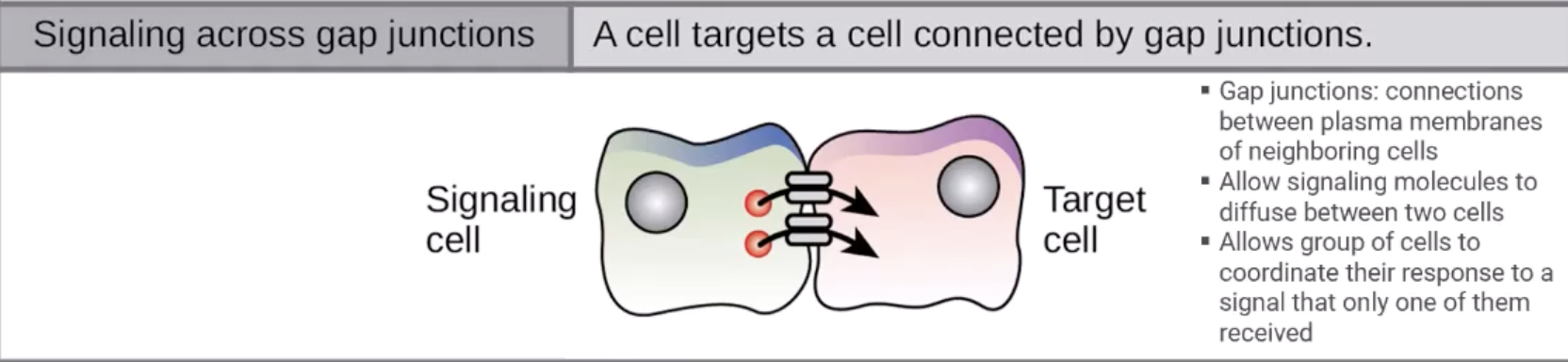 <p>The process through which a signal is transferred from one cell across a shared gap junction into another cell.</p><ul><li><p>Myocardial cells have gap junctions that allow ions to pass between them, enabling synchronised contractions</p></li></ul><p></p>