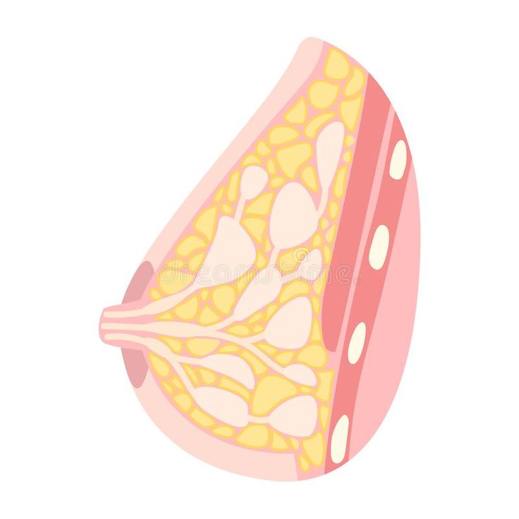 <p>Breast</p>