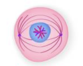 <p>What phase is this cell in?</p>