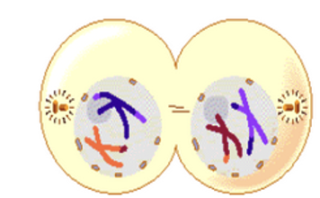 <p>telophase I</p>