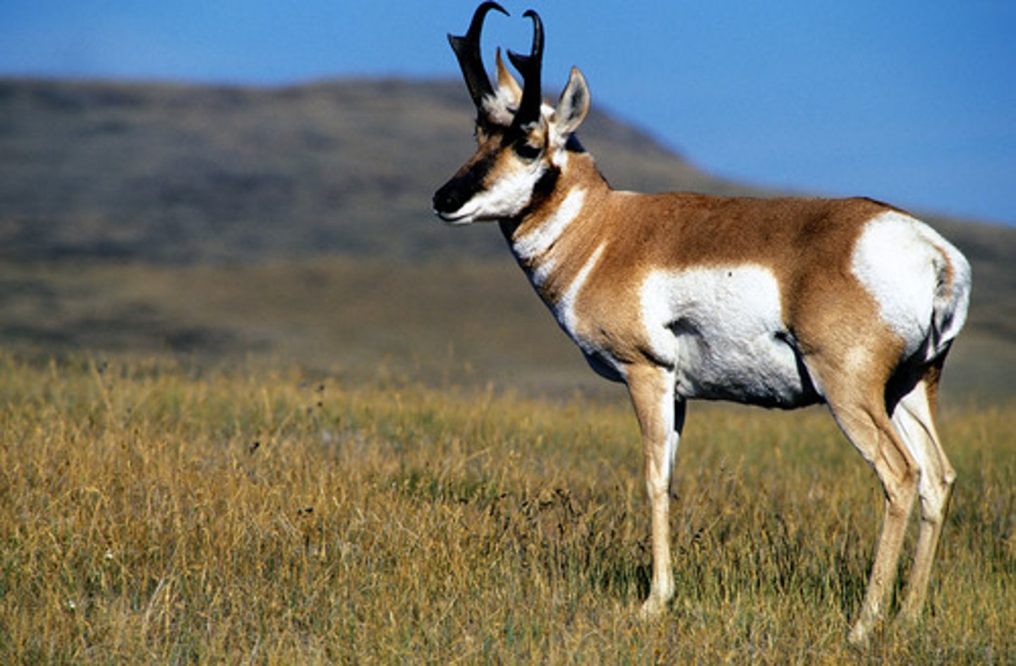 <p>Pronghorn</p>