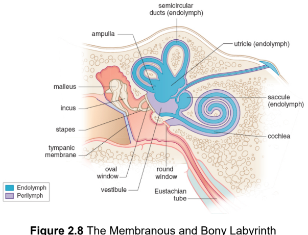 <p>a continuous collection of tubes and chambers inside the bony labyrinth; filled with endolymph</p>