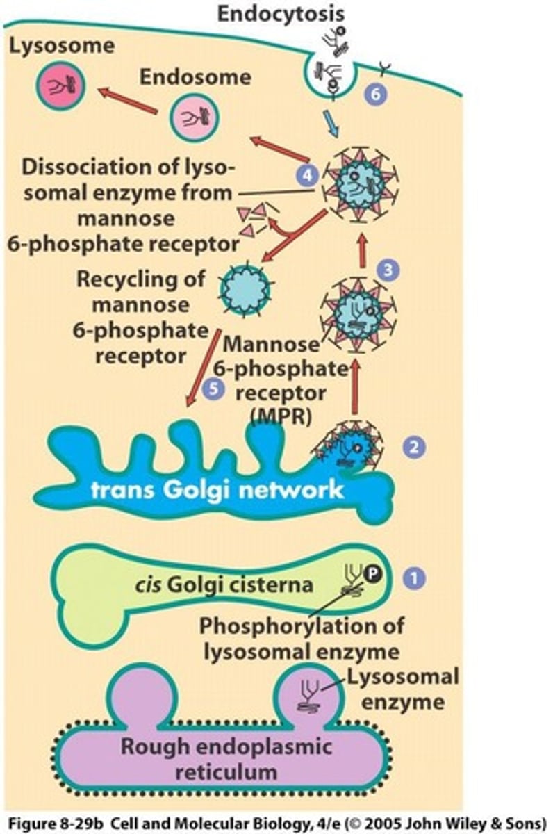 <p>It maintains a high internal concentration of hydrogen ions, contributing to the acidic pH of lysosomes.</p>