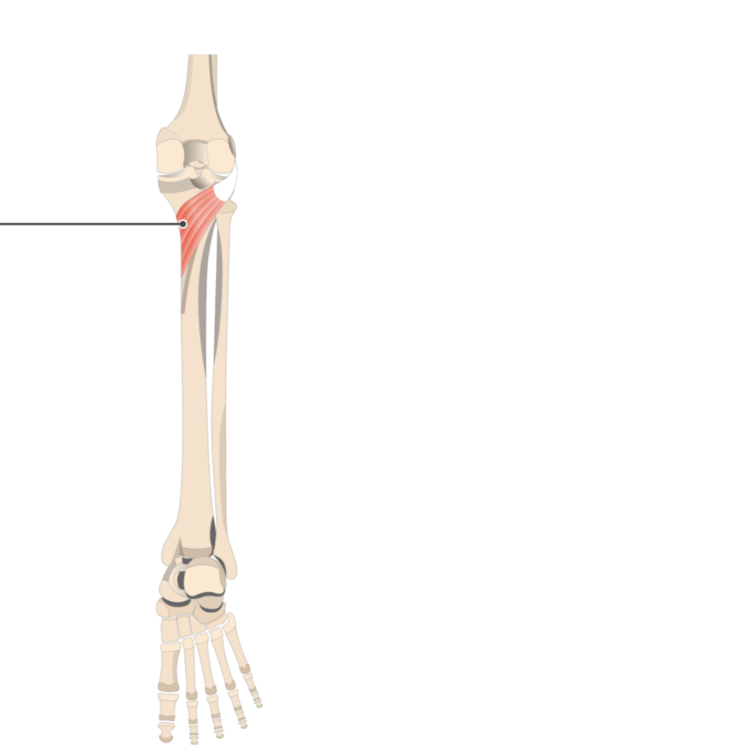 <p></p><p>origin: lateral condyle of femur</p><p>insertion: posterior tibia</p>