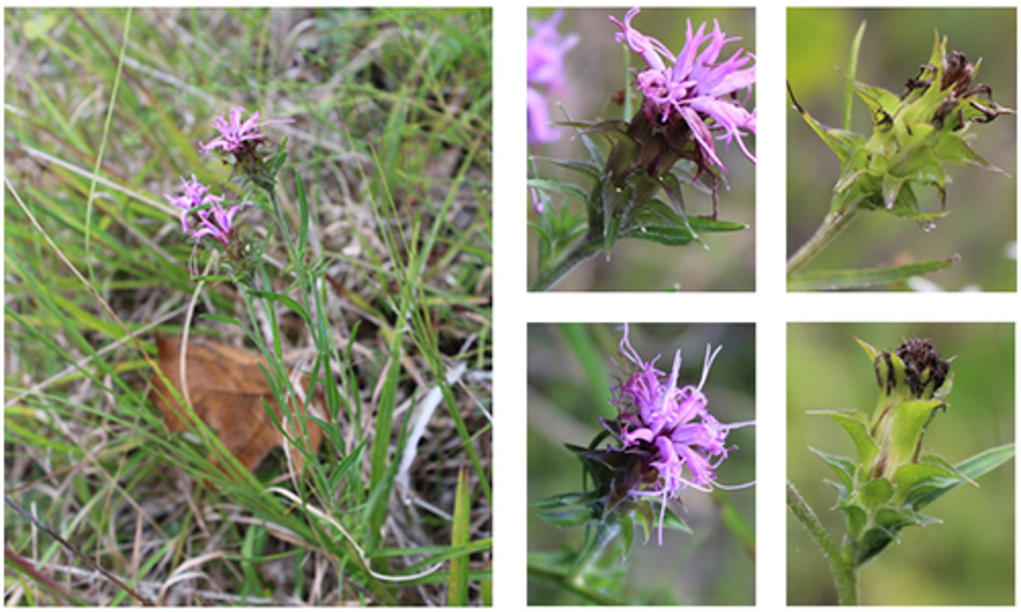 <p>Blazing-star<br>-pulls away from involucre<br>-pointy/sharp phyllaries<br>-discoid head<br>-alternate leaves<br>-plumose head<br>-colisent? leaves</p>