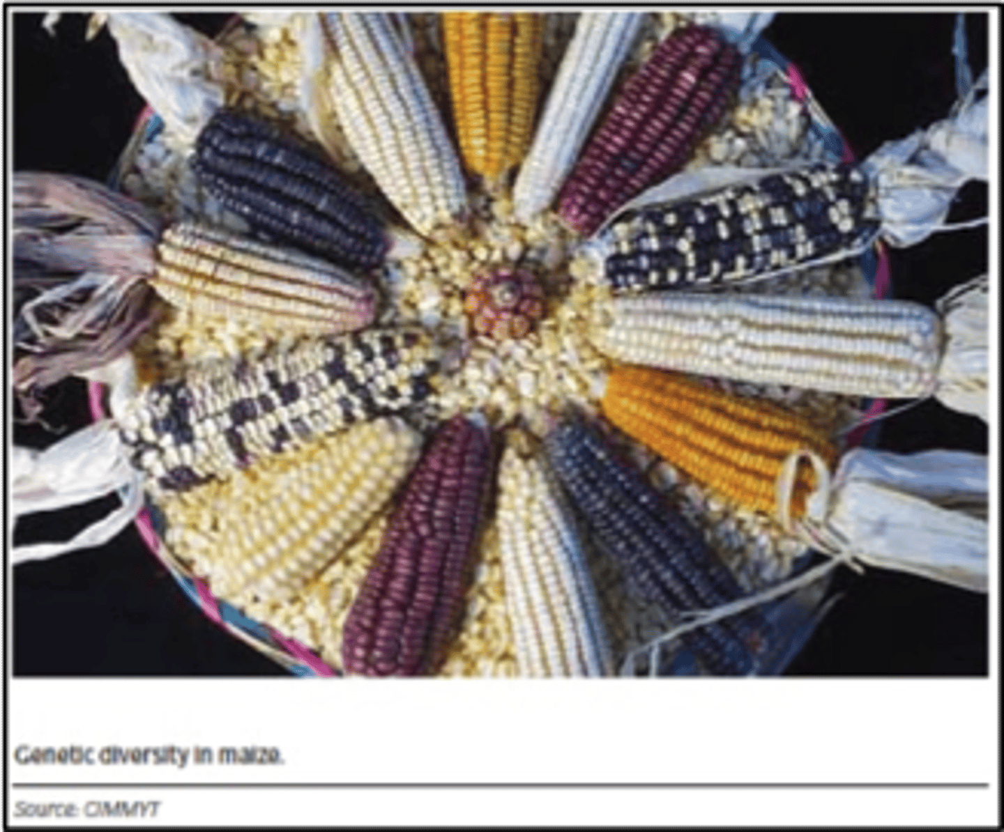 <p>A measure of the genetic variation among individuals in a population</p>