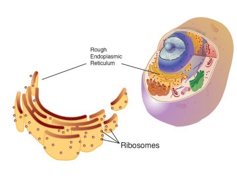 <p>Biomolecules:</p><ul><li><p>nucleic acids (RNA), protein, little spheres on rough ER or in cytoplasm</p></li><li><p>all cells</p></li></ul><p>Function</p><ul><li><p>2nd step of protein synthesis (linking amino acids into polypeptides)</p></li></ul><p></p>