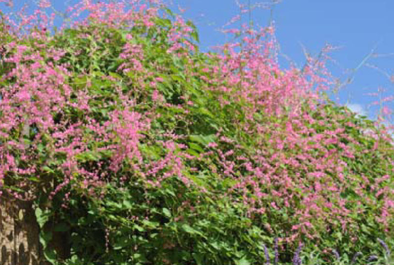 <p>Antigonon leptopus </p>