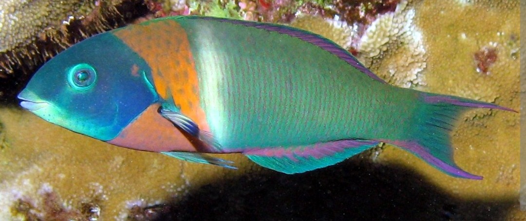 <p class="has-focus">Labridae family</p><p class="has-focus">Feed on invertebrates, fish eggs, and algae. As juveniles, they act as cleaners by picking parasites off larger fish, while adults also scavenge for and crush the shells of mollusks and crustaceans.</p><p class="has-focus">Blue green fish with prominent yellow “saddle” behind head and pectoral fins, purplish-pink stripe along dorsal and anal fins</p>