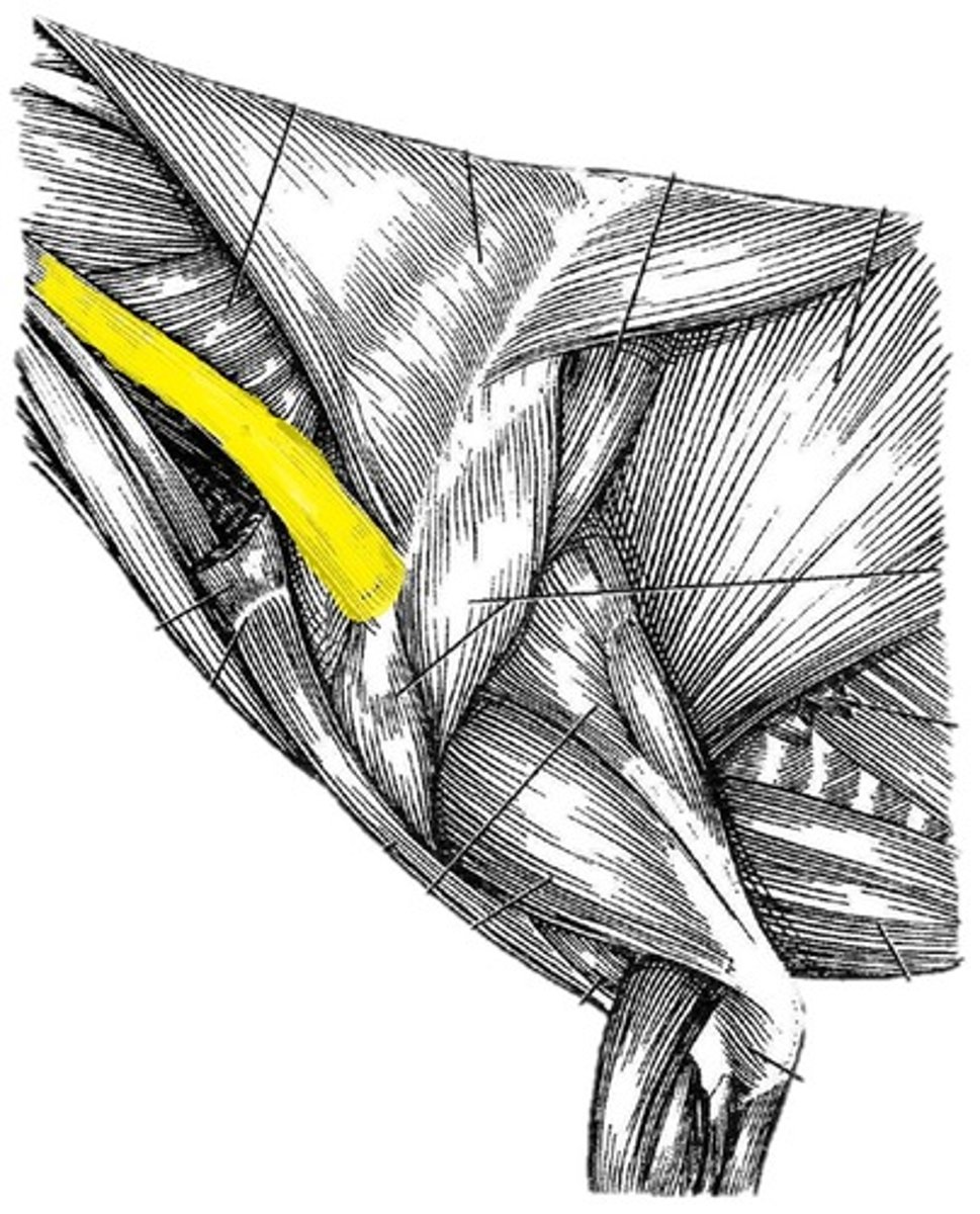 <p>O: wing of the atlas (first cervical vertebra)</p><p>I: distal spine of the scapula</p><p>A: pull head/neck laterally when bearing weight</p>