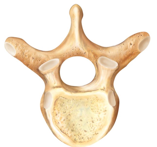 <p>What kind of vertebrae is this?</p>