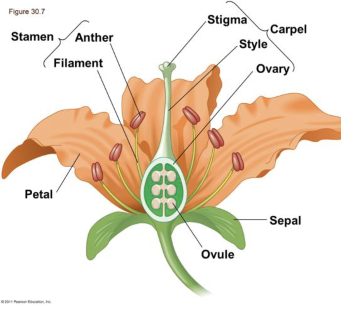 <p>what are a flowers specialized structures?</p>