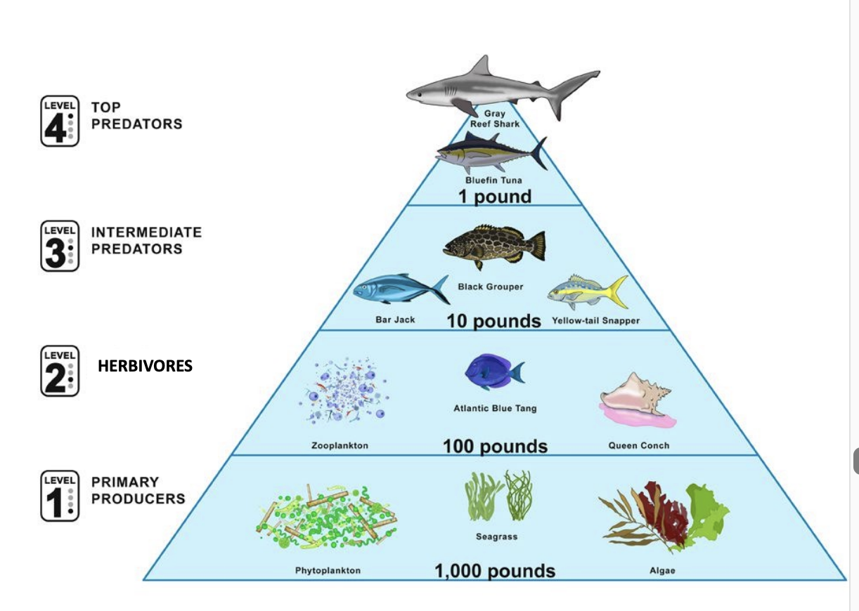 <p>What are the different Trophic Levels? </p>