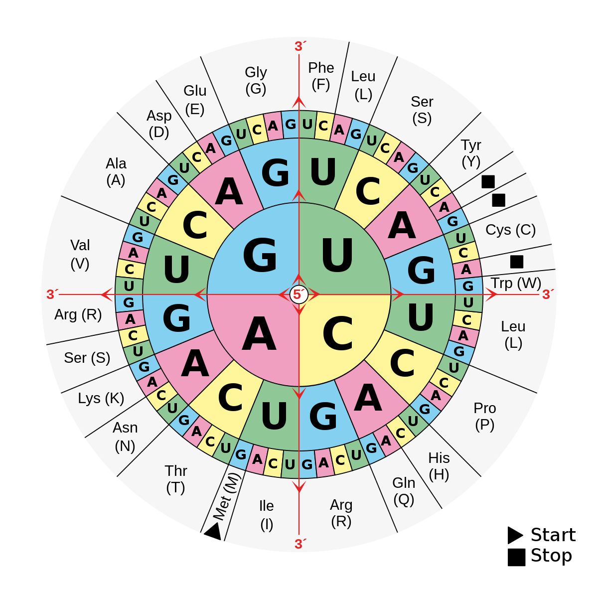 <p>Molecules that combine to form proteins</p>