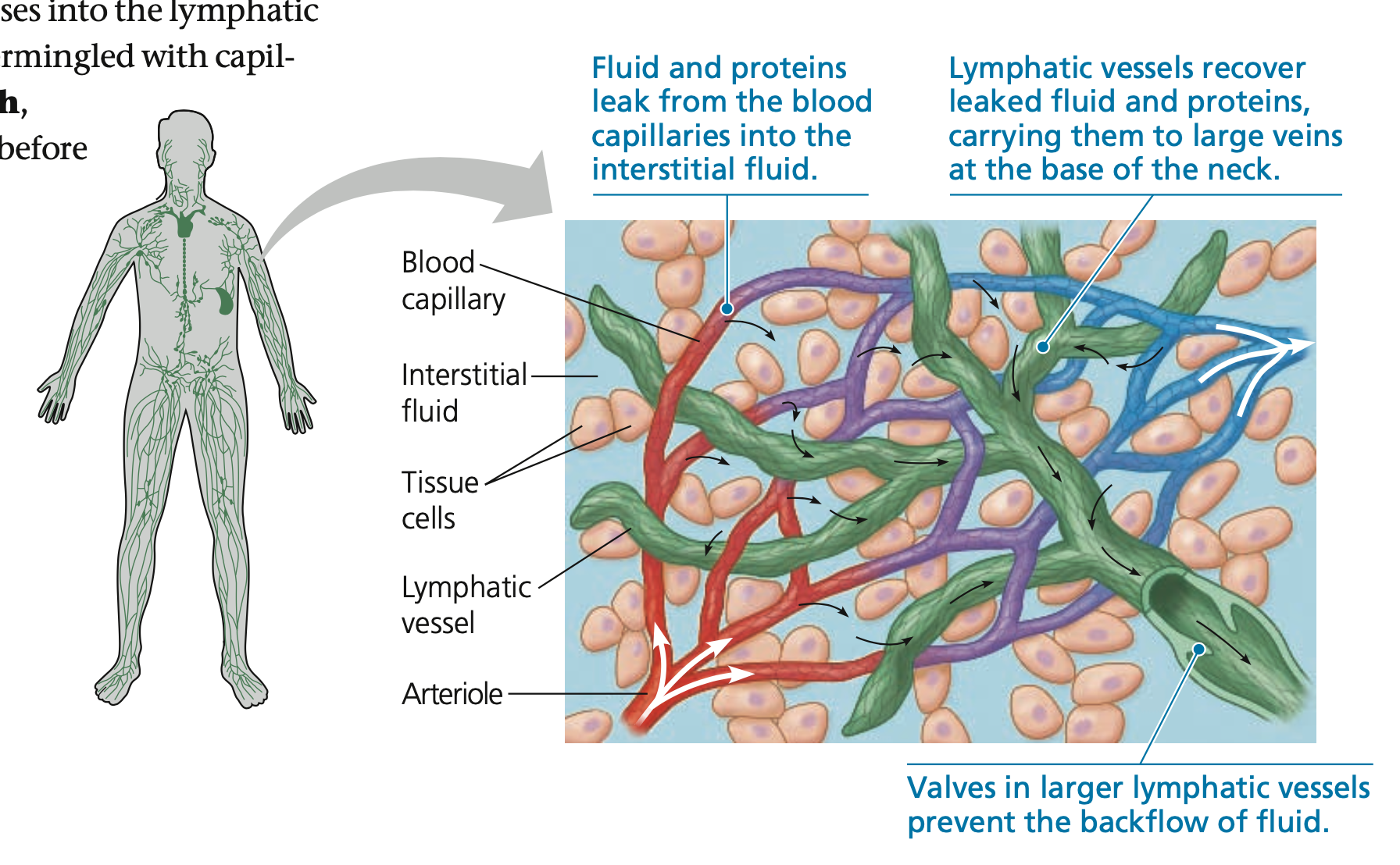 <p><strong>Fluid Return by Lymphatic System</strong></p><ul><li><p>adult human body loses <strong>~4–8 L of fluid</strong> from capillaries to the surrounding tissues</p><ul><li><p>Also a bit of leakage of blood proteins</p></li></ul></li><li><p><strong>Lymphatic system</strong> recovers and returns lost fluid, through ______ vessels intermingled with capillaries</p></li><li><p><strong>Lymph,</strong> the recovered fluid; circulates the lymphatic system before draining into large <strong>____ at the neck</strong></p><ul><li><p>Cardiovascular and lymphatic system joins to complete <strong>recovery of lymph</strong> and <strong>transfer of _____</strong> from small intestine to blood</p></li></ul></li><li><p>Movement of lymph in lymph vessels relies on mechanisms similar to that of the vein</p><ul><li><p>Lymph vessels also have <strong>____</strong> to prevent backflow</p></li><li><p>Rhythmic ______ also help draw in fluid</p></li><li><p>_____ contractions also assist in movement of lymph</p></li></ul></li></ul>