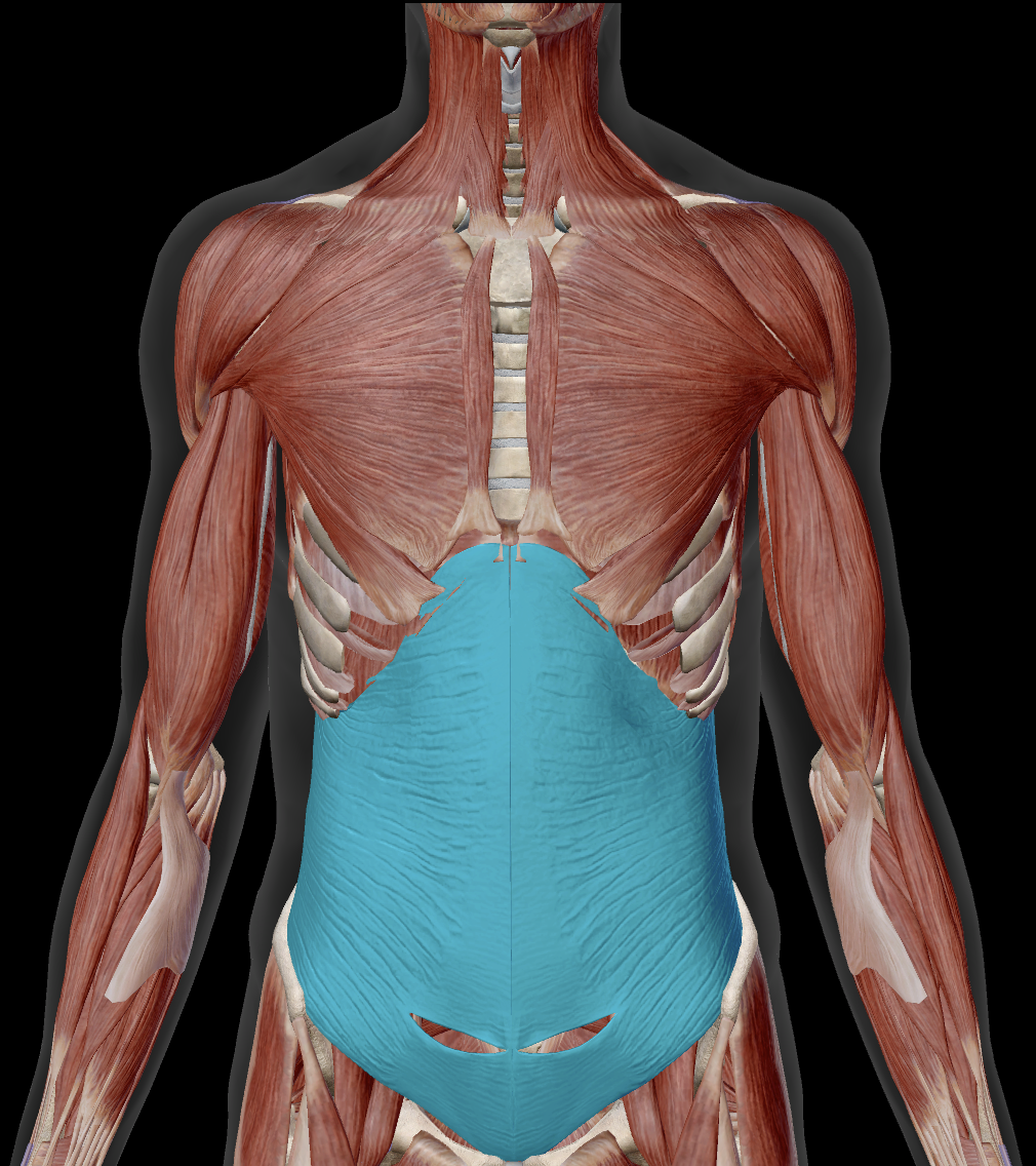 <p>Where does transversus abdominis originate?</p>