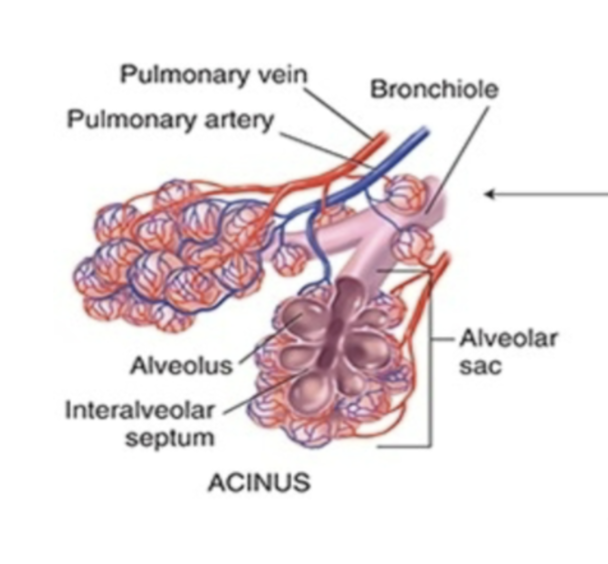<p>functional unit of the lung that involved in gas exchange comprised of the </p><ol><li><p>bronchioles</p></li><li><p>alveolar ducts (branches off the bronchioles)</p></li><li><p>alveolus (each of the bulbous area) - where gas exchange happen between the capillaries and the membrane </p></li><li><p>alveolar sac (which is the collection of alveoli)</p></li></ol><p></p>