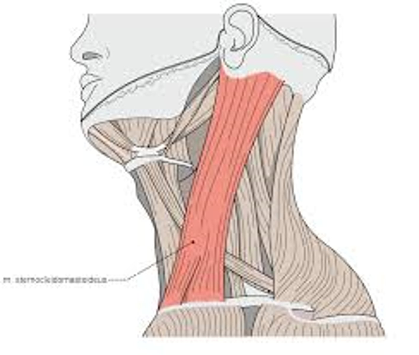 <p>runs diagonal across front of neck</p>