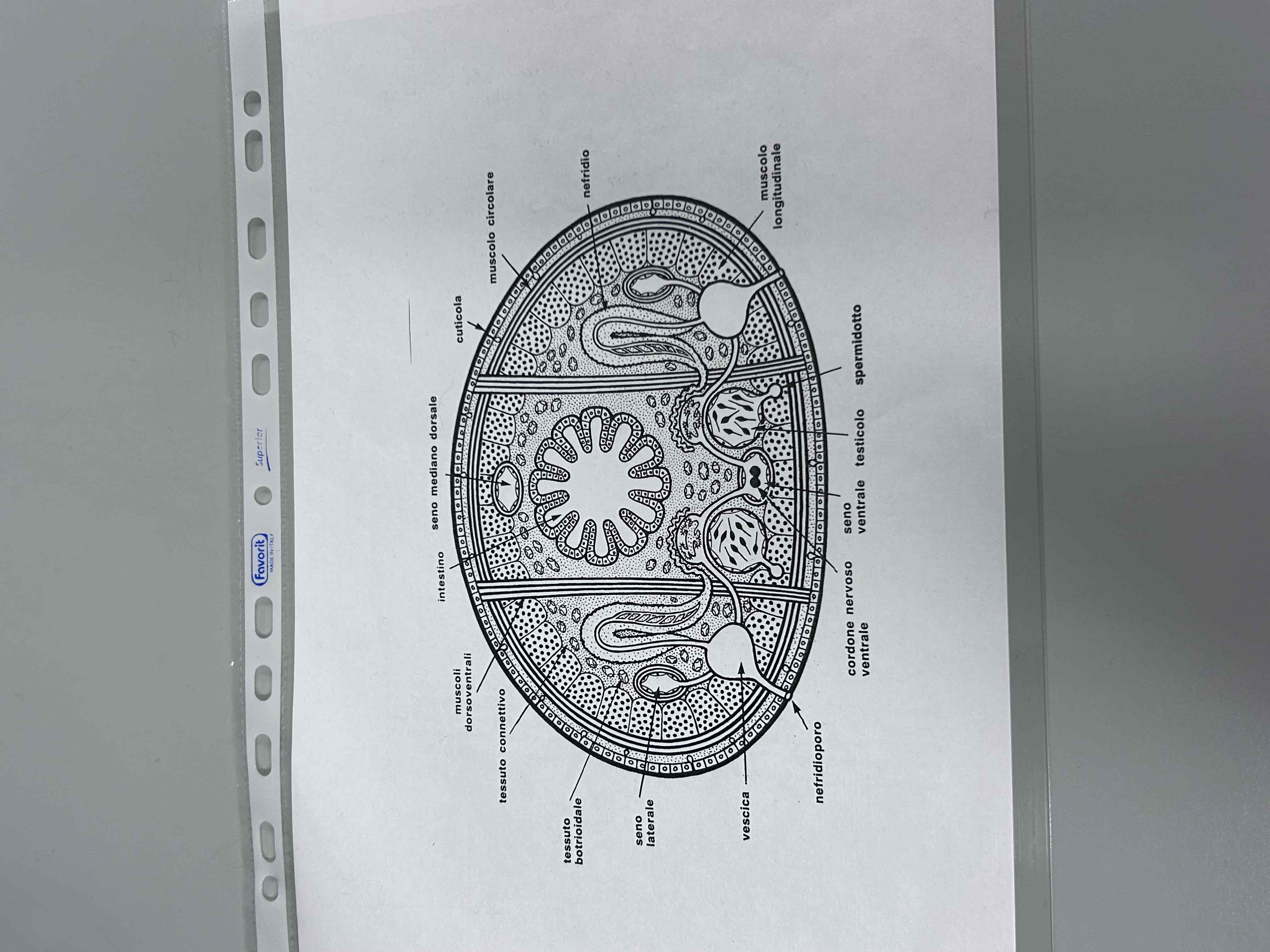 <p>Anellidi</p><p>Clitellati</p><p>Irudunei</p><p>Pontobdella muricata (sezione)</p>