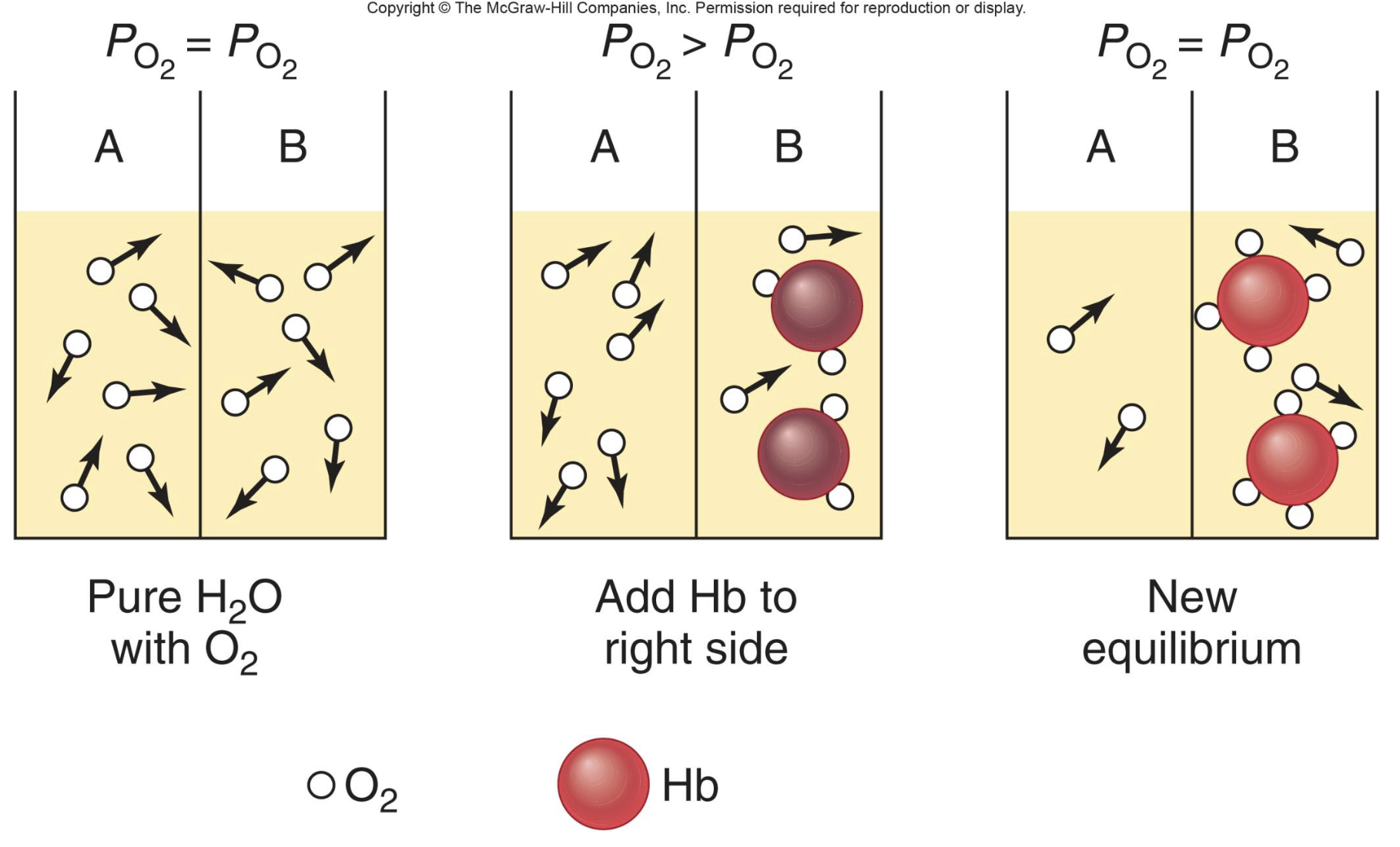 <ul><li><p>hemoglobin molecule can bind 4 molecules of oxygen</p><ul><li><p>relies on iron</p></li></ul></li><li><p>when oxygen binds to hemoglobin it is not oxygen anymore!!!</p></li><li><p>PP ends equal again</p></li><li><p>this is what happens in capillaries</p></li></ul><p></p>