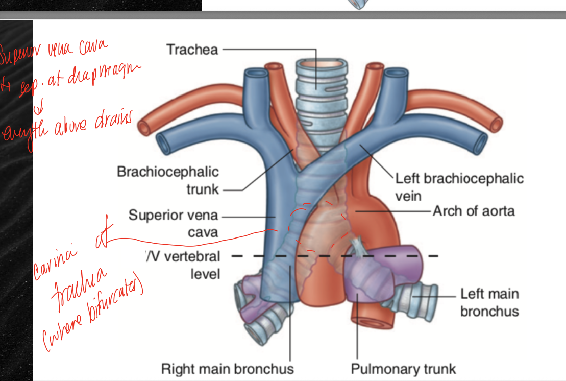 <p>ascending aorta becomes arch of aorta, which becomes the descending aorta, brachiocephalic veins become the superior vena cava, trachea bifurcates into two main bronchi (carina)</p>