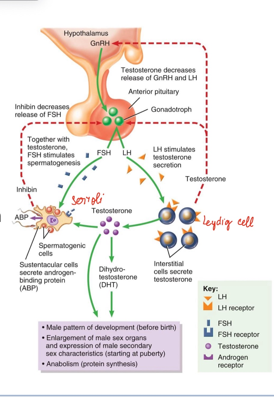 <p><span style="color: rgb(0, 0, 0);"> </span><span style="color: rgb(0, 0, 0);"><span>• Same HPG framework:</span></span><span style="color: rgb(0, 0, 0);"><br>   </span><span style="color: rgb(0, 0, 0);"><span>• GnRH → FSH &amp; LH</span></span><span style="color: rgb(0, 0, 0);"><br>   </span><span style="color: rgb(0, 0, 0);"><span>• LH → Leydig cells → testosterone</span></span><span style="color: rgb(0, 0, 0);"><br>   </span><span style="color: rgb(0, 0, 0);"><span>• FSH → Sertoli cells → ABP &amp; sperm support</span></span><span style="color: rgb(0, 0, 0);"><br></span><span style="color: rgb(0, 0, 0);"><span>• Negative feedback: testosterone &amp; inhibin</span></span></p>
