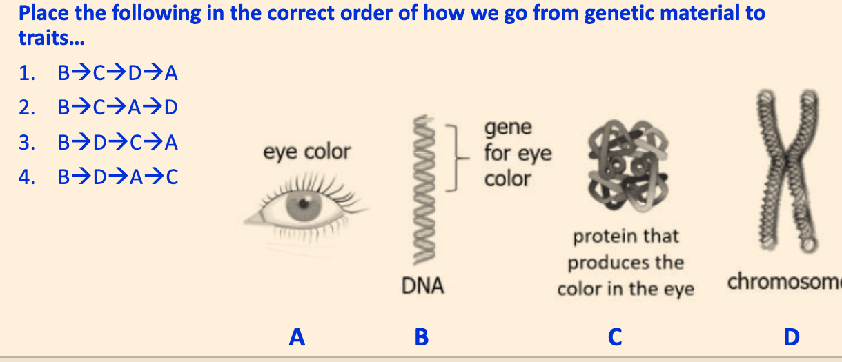 Place the following in the correct order of how we go from genetic material to
traits...


1. B → C → D→A
2. B→C→A→D
3. B→D→C→A
4. B→D→A→C