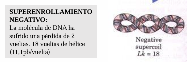 <p>La molécula de DNA ha sufrido una pérdida de 2 vueltas. 18 vueltas de hélice (11,1pb/vuelta)</p>