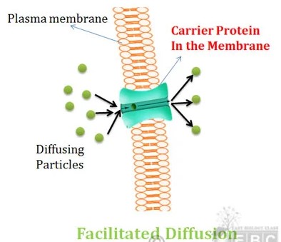 <p>Facilitated diffusion</p>