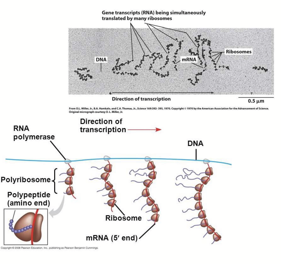 <p>Transcription, translation and mRNA degradation often occur simultaneously - can happen synchronously because there is no nuclear envelope separating the processes.</p>