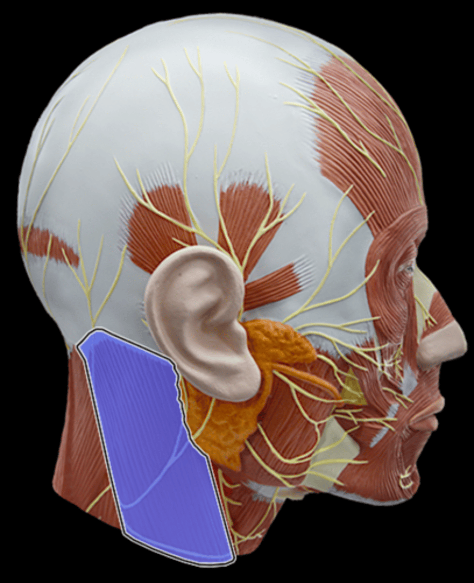 <p>What Muscle Is Highlighted?</p>