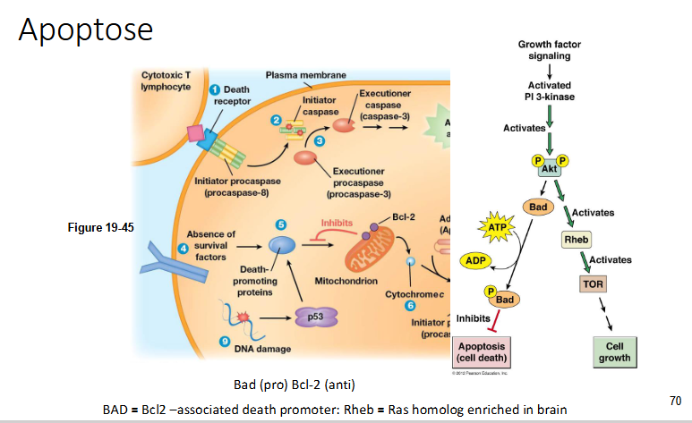 <p>Bad wordt niet uitgeschakeld door fosforylering en kan op die manier apoptose blijven induceren</p><p>Bad is een vb van een death promoting proteïne</p>