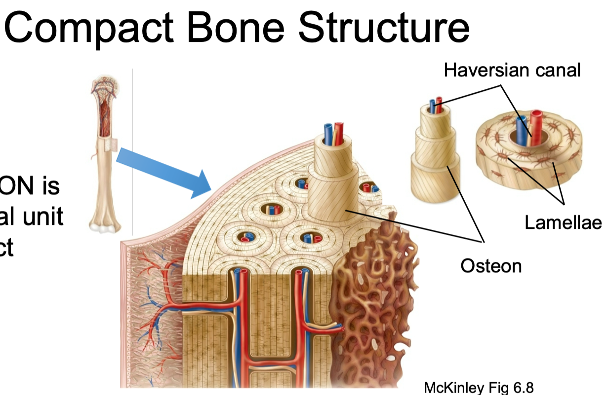 Contain osteons