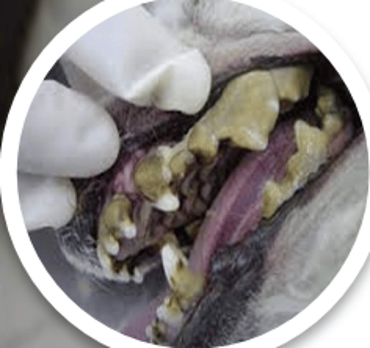 <p>what is creating this abnormal tooth color?</p>