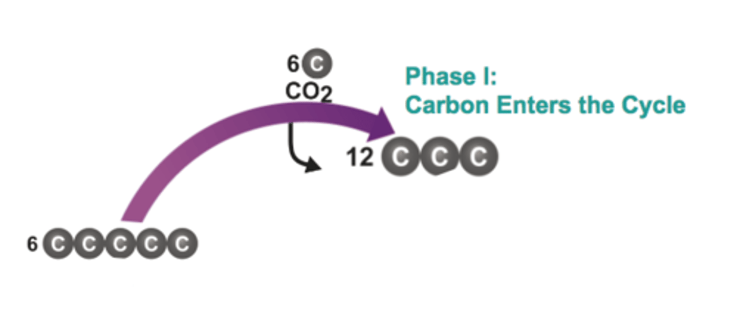 <p>The starting material in the Calvin Cycle; combines with carbon dioxide to produce an unstable 6-carbon molecule</p>