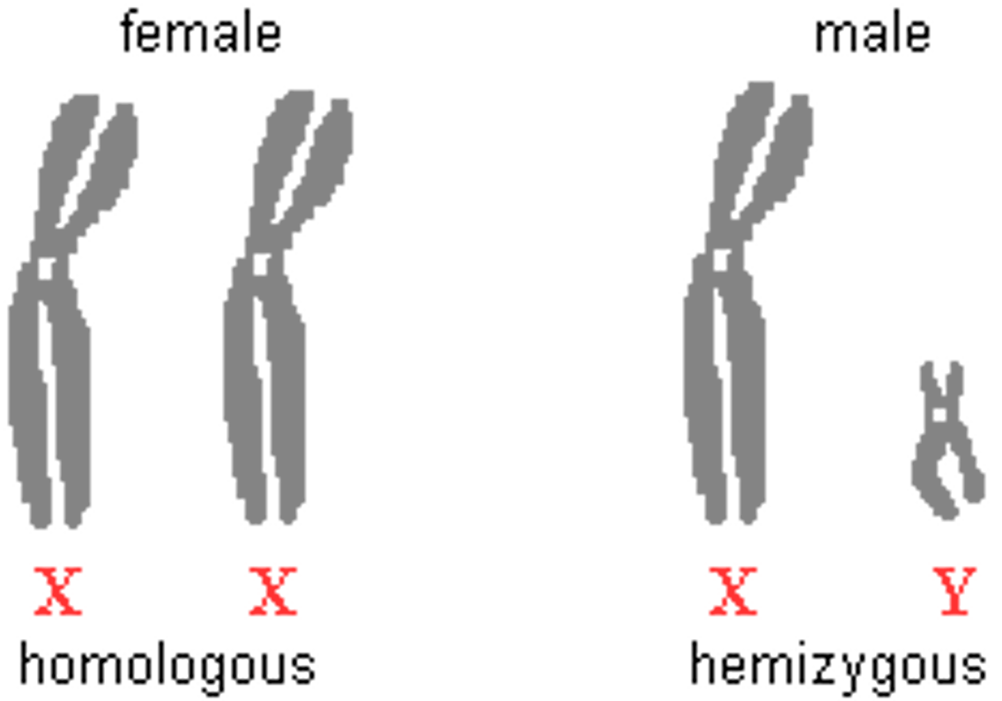 <p>Typical female: two homologous chromosomes (XX); Typical male: one of each, nonhomologous chromosomes (XY).</p>