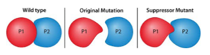 <p>extragenic/intragenic suppressor mutations restores - phenotype via a second mutation -</p>