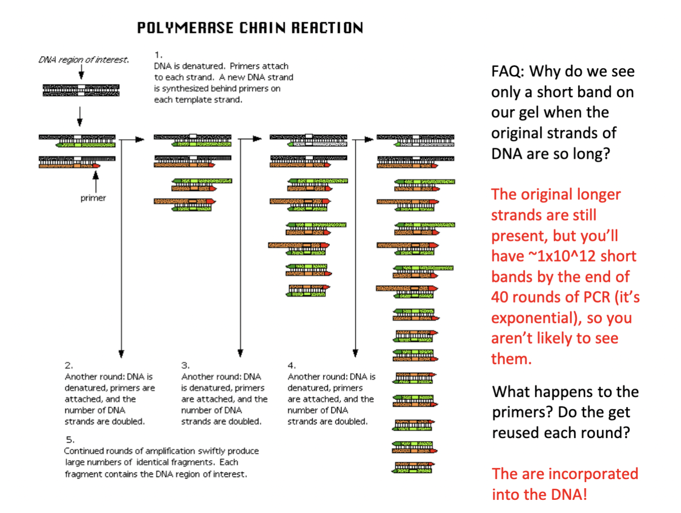 
1. The original longer strands are still present, but you’ll have \~1x10^12 short bands by the end of 40 rounds of PCR (it’s exponential), so you aren’t likely to see them
2. primers get INCORPORATED INTO the DNA (thus need to start PCR with TONS of extra primers bc can’t reuse them