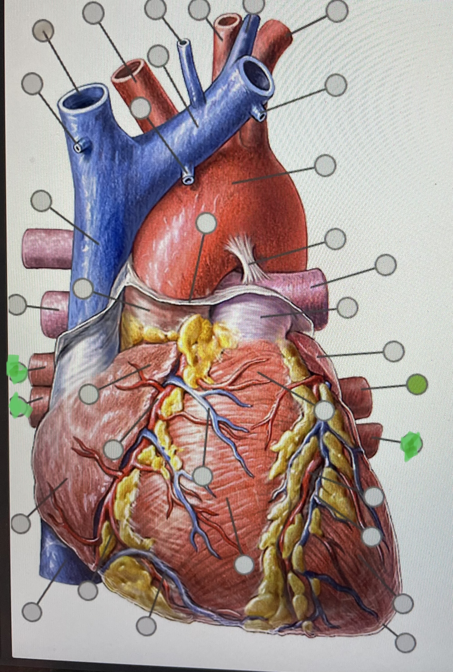 knowt flashcard image