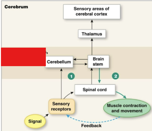 <p>What type of things do not require integration in the cortex?</p>