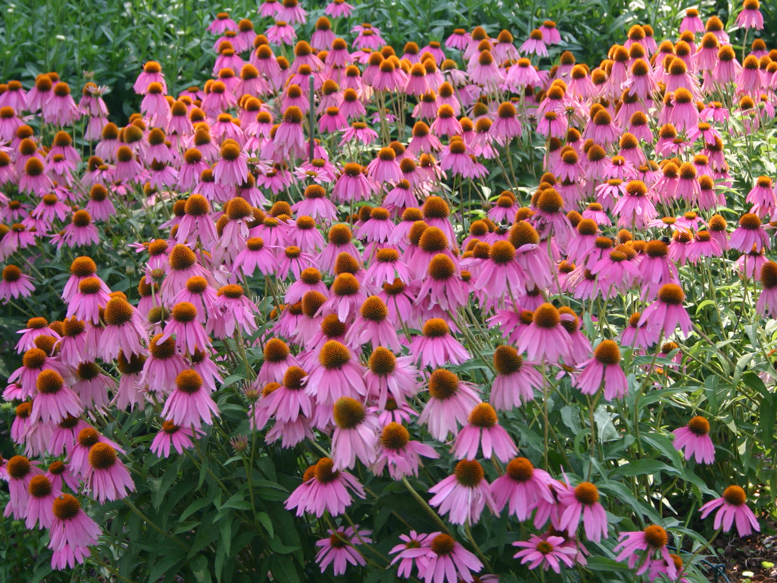 <p>purple coneflower</p>