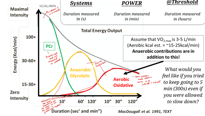 <p>PCR - power is around 5 seconds, theoretical and not measured with lactate</p><p>anaerobic glycolytic - easily accessible </p><p>aerobic oxidative - easily accessed, cant sustain max effort until around a minute and a half </p><ul><li><p>crossovers are more theoretical but its where we set the shift in predominant systems</p></li></ul><p></p>