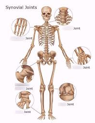 <p>bones, joints, cartilage</p>