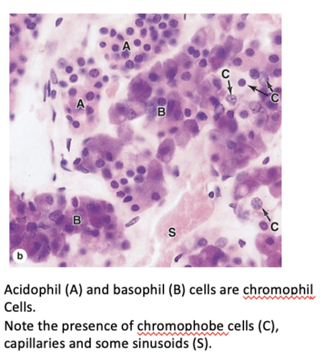 <p>What cellular features do chromophils have?</p>