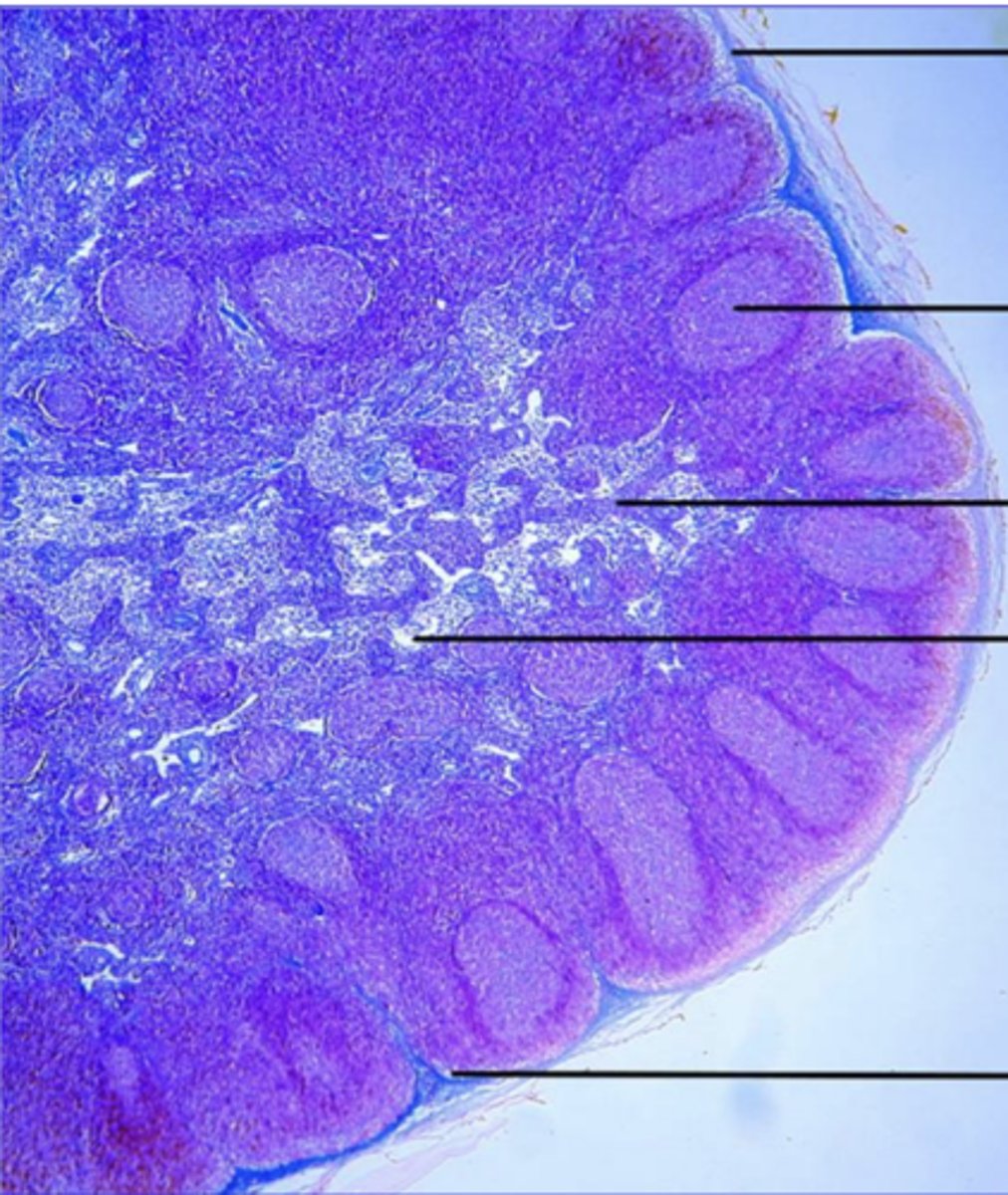 <p>what is this?</p>