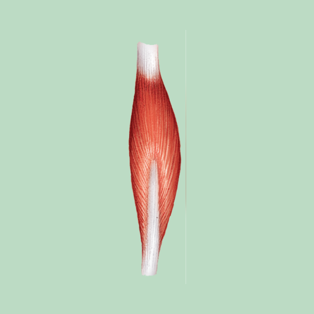 <p><strong>Muscle Shapes / Fascicle Arrangement</strong></p><ul><li><p>fascicles are on both sides of the tendon</p></li><li><p>Ex: rectus femoris</p></li></ul><p></p>