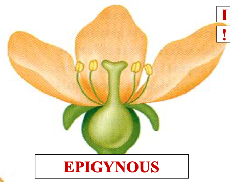 <p>epigynous</p>